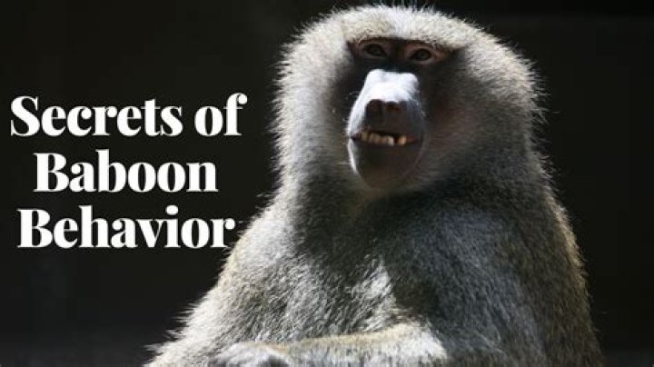 Baboon But: Exploring the Fascinating World of Baboon Behavior and Communication