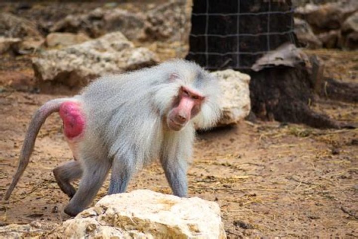 Baboon Butt: Understanding the Fascinating World of Primate Anatomy