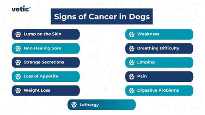 Cancerous Skin Tags in Dogs: Causes, Symptoms, and Treatment Options