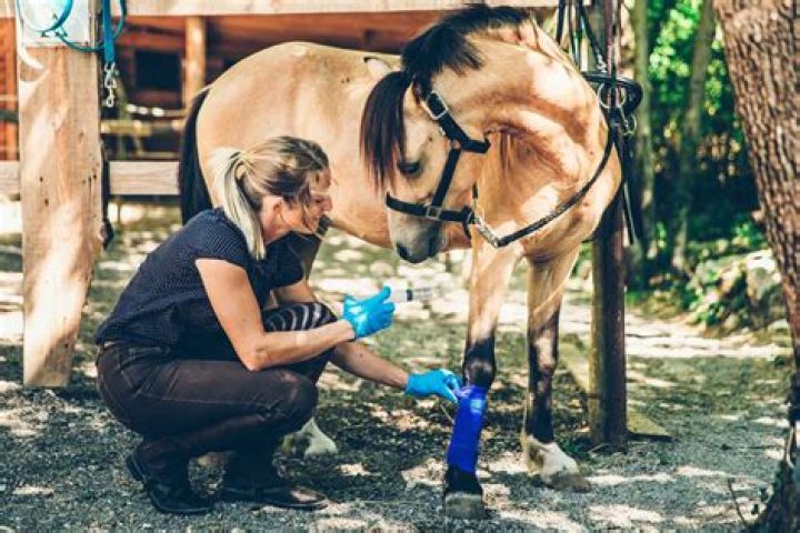 Equine Rescue Near Me: A Comprehensive Guide to Saving and Caring for Horses